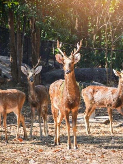 Hastinapur Wildlife Senctury near to VGHG
